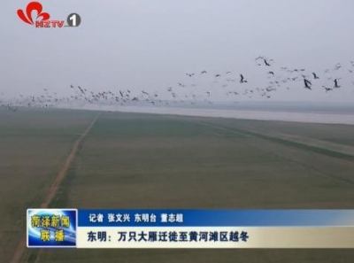 东明：万只大雁迁徙至黄河滩区越冬