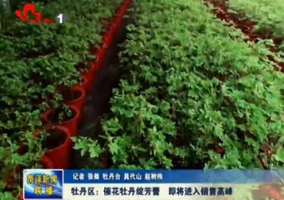 牡丹区：催花牡丹绽芳蕾  即将进入销售高峰