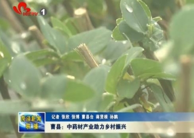 曹县：中药材产业助力乡村振兴