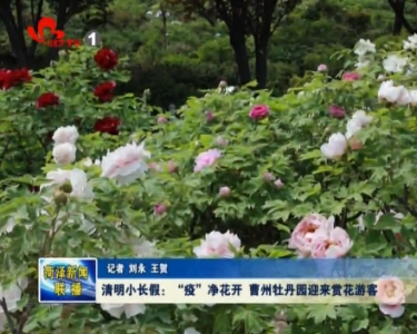 清明小长假：“疫”净花开 曹州牡丹园迎来赏花游客