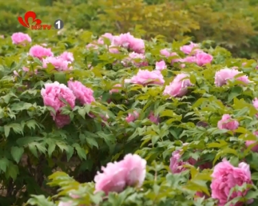 各大牡丹园区开门迎客 首波赏花高峰到来