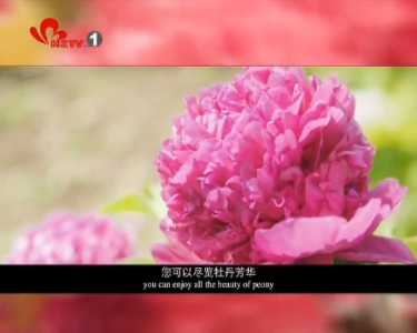 牡丹花开 芬芳满城