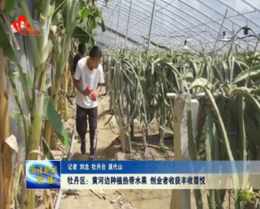 【走向我们的小康生活】黄河边种植热带水果 创业者收获丰收喜悦