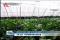 定陶 成武：特色种植带动群众增收致富