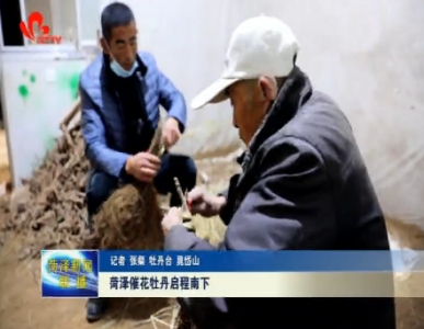 菏泽催花牡丹启程南下