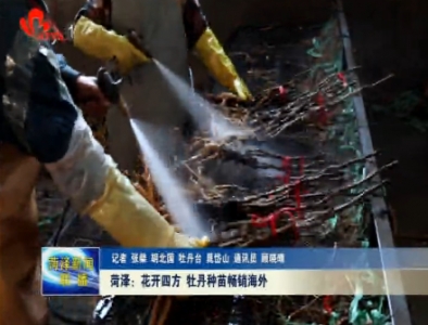 菏泽：花开四方 牡丹种苗畅销海外