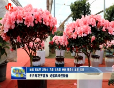 冬日鲜花齐盛放 姹紫嫣红迎新春