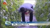 鄄城：种植新技术 富民兴产业