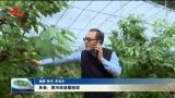 单县：黄河故道樱桃甜