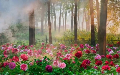 【菏评】看，牡丹之都菏泽