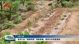 老旧小区“毁绿种菜”现象普遍 居民公共利益受损