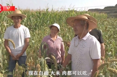天天学习丨总书记与陕北老乡聊到的“糜子”是啥？