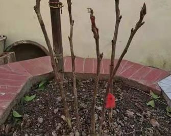 送人牡丹，手留余香！发往苏州的3株牡丹，跨越两省的故事彰显了菏泽温度！