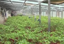 菏泽：32万盆催花牡丹寒冬争春