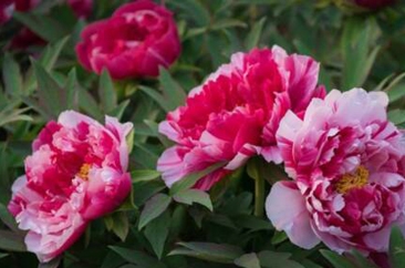  树“好品山东”品牌 塑山东高质量发展“群像” 