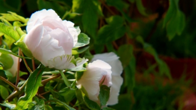 这就是山东·菏泽 |8000盆菏泽牡丹、2000盆芍药花在新疆喀什英吉沙绽放！