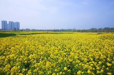  美在菏泽 | 花香唤醒春天 