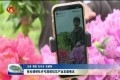 张伦调研牡丹芍药鲜切花产业发展情况