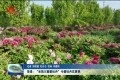 菏泽：“谷雨三朝看牡丹” 今朝牡丹花更艳