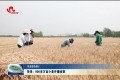 菏泽：900多万亩小麦开镰收割