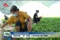 【夺取疫情防控和经济发展双胜利】曹县邵庄镇：“疫”中突围 小油菜奏响复工复产交响曲