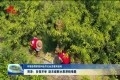 【夺取疫情防控和经济社会发展双胜利】 菏泽：多措并举 助农破解水果滞销难题