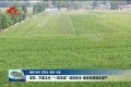 定陶：开展玉米“一防双减”统防统治 确保秋粮稳定增产