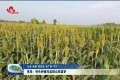 菏泽：特色种植托起群众致富梦