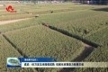 成武：65万亩玉米陆续成熟 机械化收割助力秋粮丰收