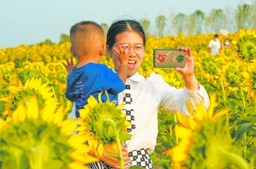 万福河畔，菏泽这片油葵花开正艳 