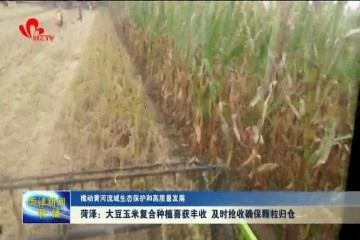 【推动黄河流域生态保护和高质量发展】菏泽：大豆玉米复合种植喜获丰收 及时抢收确保颗粒归仓