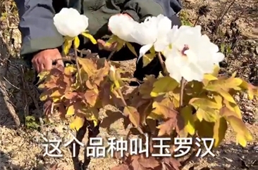  深秋时节，曹州牡丹园这一牡丹二度开花！ 