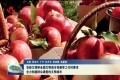 张新文调研全国文明城市创建等工作时要求 全力创建群众满意的文明城市