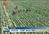 牡丹区沙土镇：“订单蔬菜”鼓起农民“钱袋子”