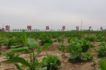  东明长兴集：万亩虎杖遍植黄河滩涂地   绘就岸绿景美新画卷 