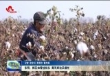 东明：棉花如雪挂枝头 黄河岸边采摘忙