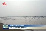 【推动黄河流域生态保护和高质量发展】十余万只大雁“恋上”东明黄河滩