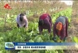 菏泽：多措并举 解决蔬菜滞销难题