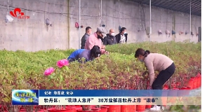 牡丹区：“花随人意开” 30万盆催花牡丹上市“迎春”