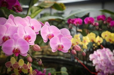  菏泽这里11万株蝴蝶兰竞相吐蕊 