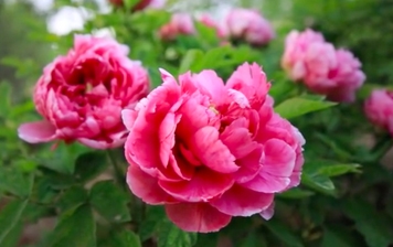 占断城中好物华