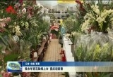 菏泽市年宵花陆续上市 喜庆迎新年