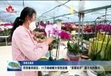 【新春走基层】菏泽鲁西新区：“美丽”经济助力乡村振兴 11万株蝴蝶兰惊艳迎春