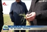 菏泽：春回大地麦管忙 农技专家来支招