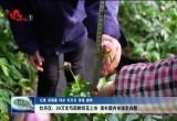 牡丹区：20万支芍药鲜切花上市 填补国内市场空白期