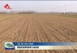 曹临现场调研春季小麦苗情