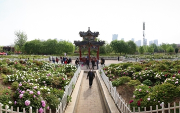 菏泽国际牡丹文化旅游节有这些新看点