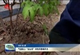 气温坐上“过山车”对牡丹影响不大