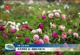 四月到菏泽 赴一场国色天香之约