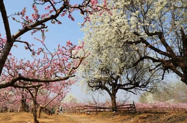  曹县百年梨树春花再现 花开似锦 